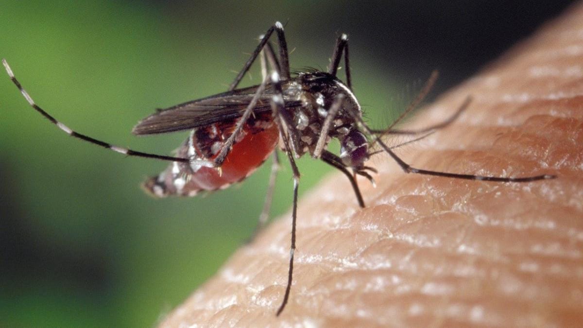 Here’s How You Can Keep Your House Mosquito-Free