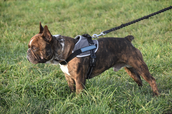 What to consider when buying a dog harness