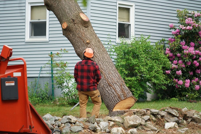 The ultimate guide to tree felling