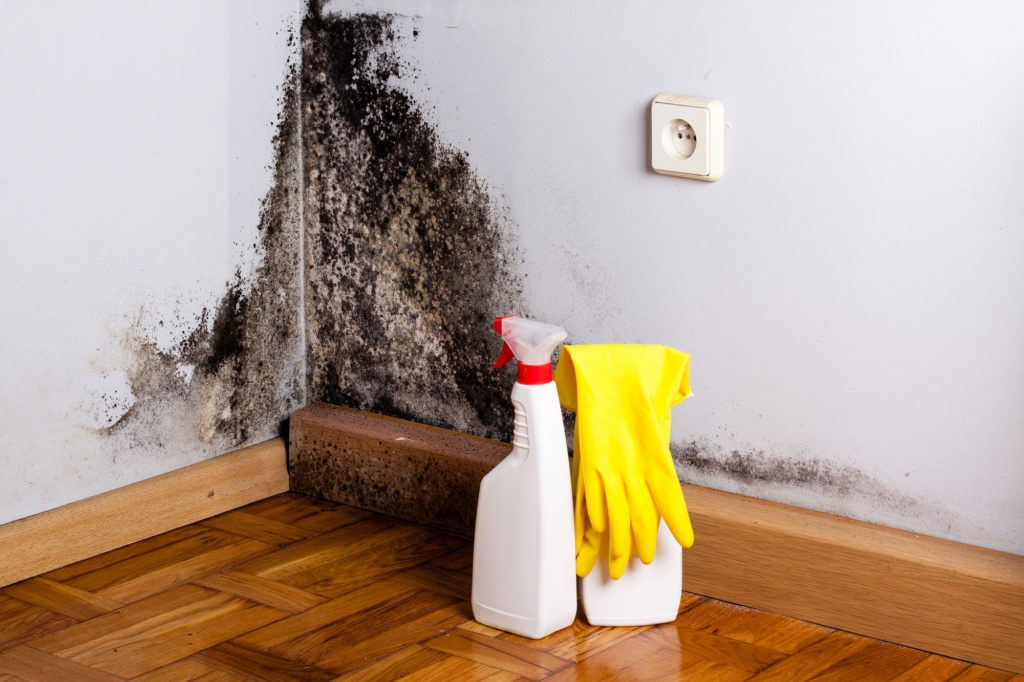 Digging Into The Process Of Mold Removal – A Guide For Wall Cleanup