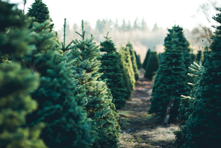 REAL VS. FAKE CHRISTMAS TREES: WHICH IS BETTER? 